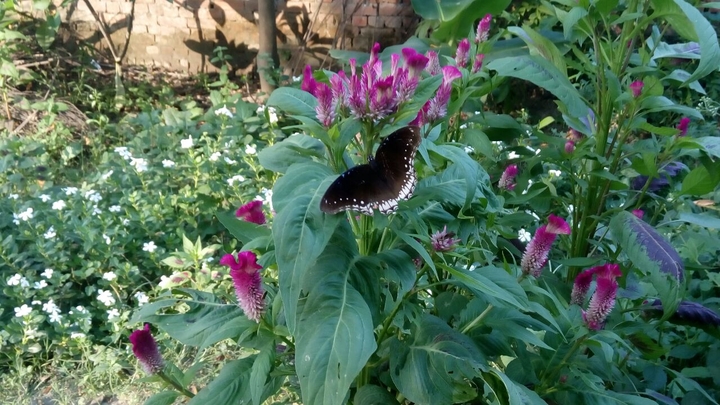 natural scene