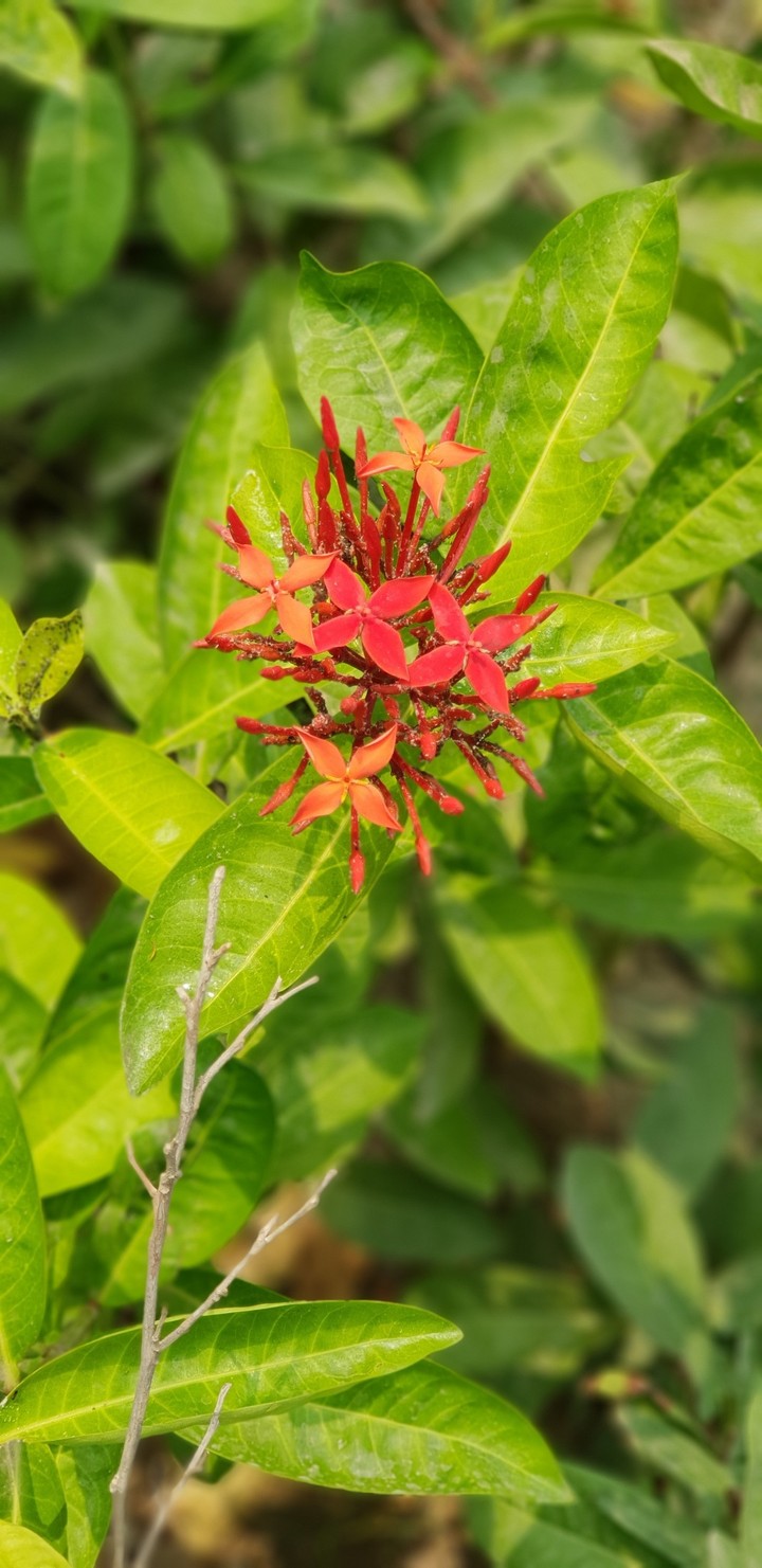 flower