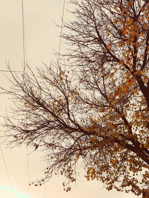 Autumn