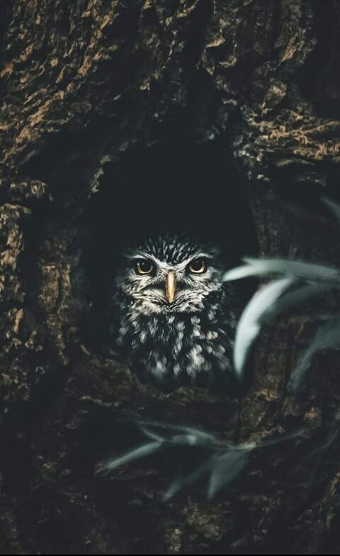 tt