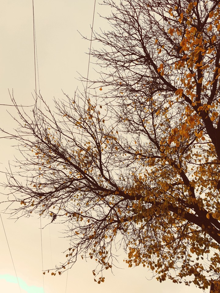 Autumn