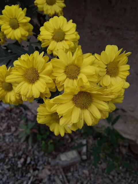 Flores Bellas.