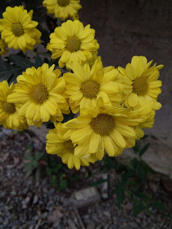Flores Bellas.