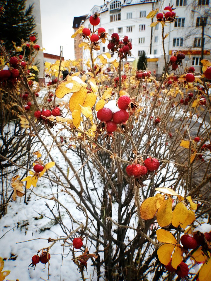 First snow