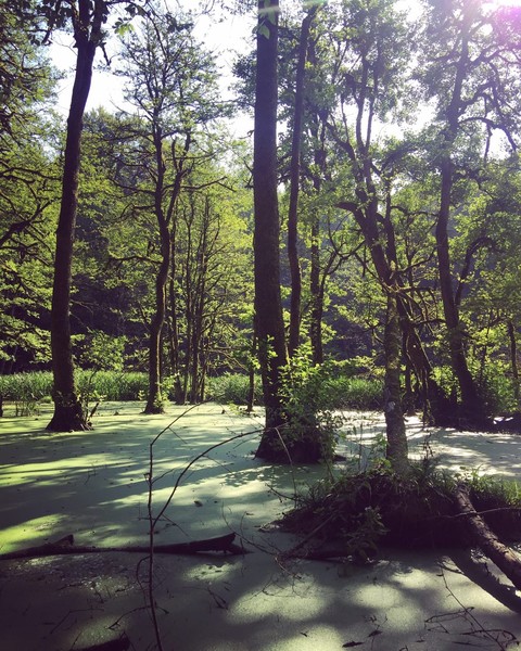 silent, tree वॉलपेपर