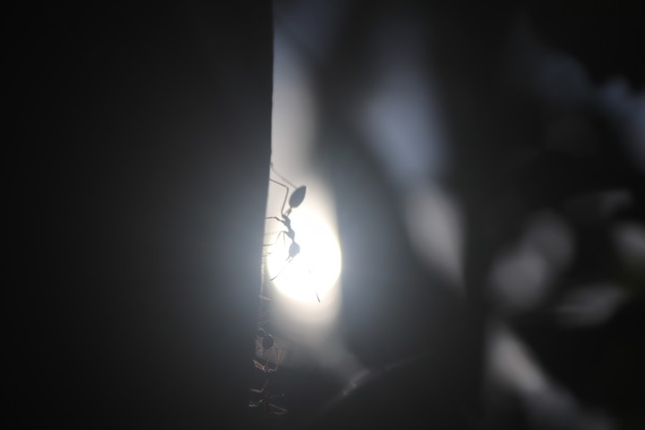 the dark Ant