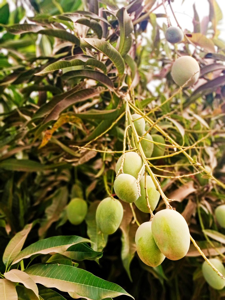 mangoes ?