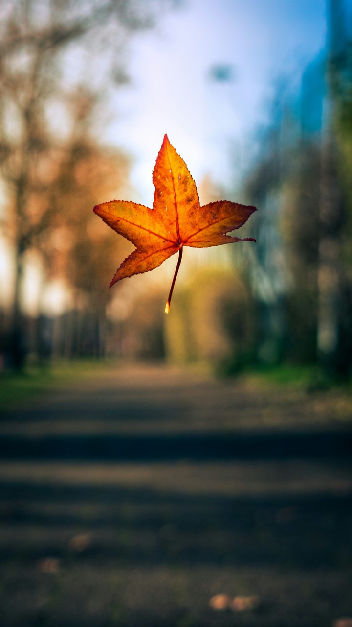ARRIVAL OF AUTUMN