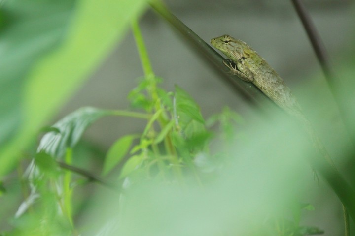 lizard