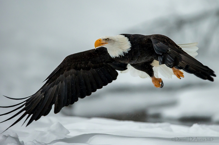 Eagle on the hunt
