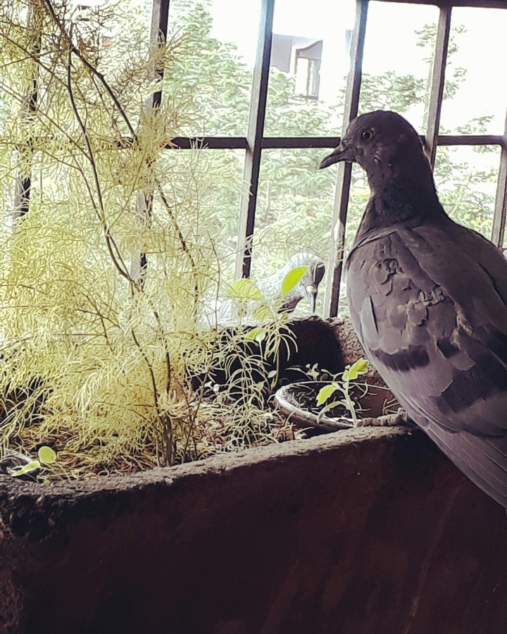 #pigeon