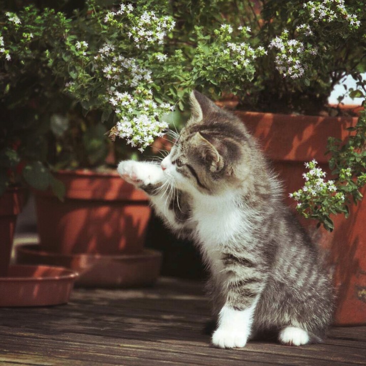 cat