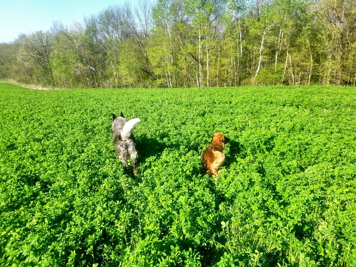 Happy pups