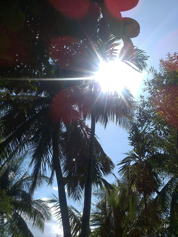 trees