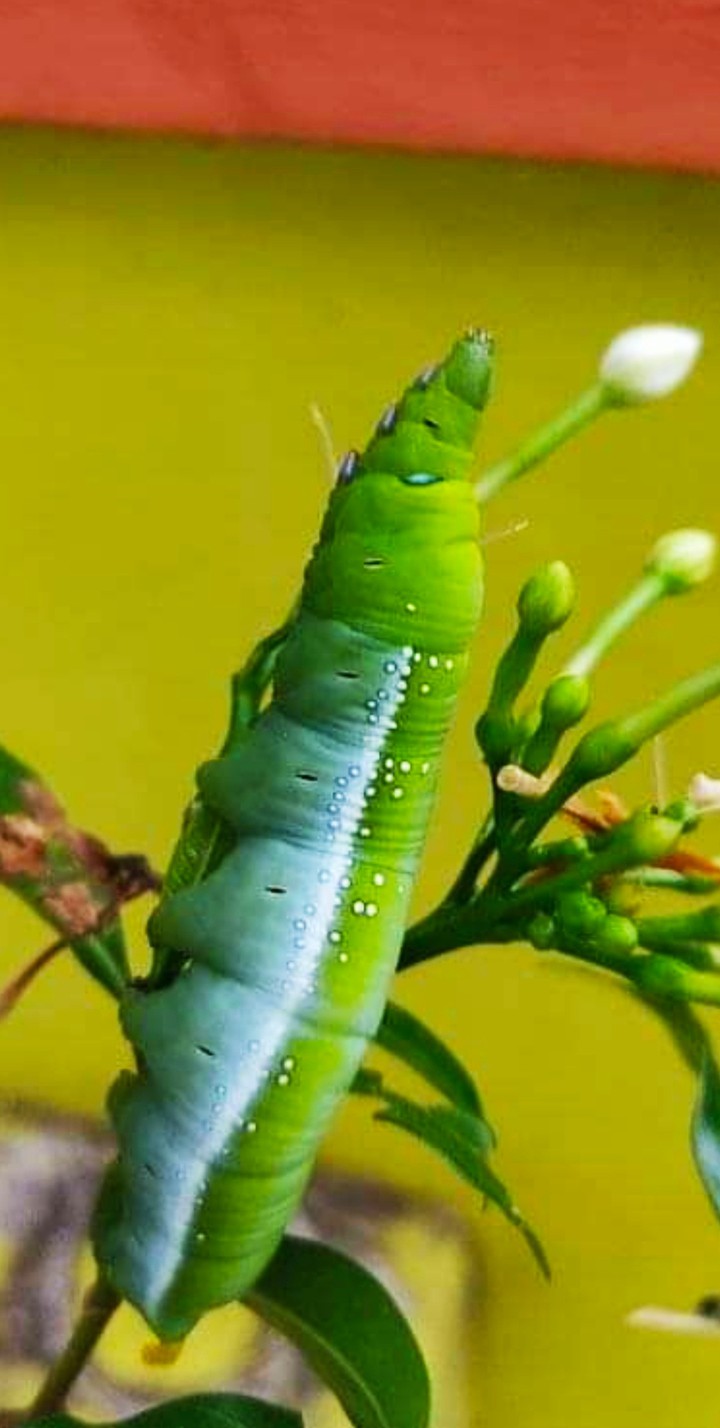caterpillar