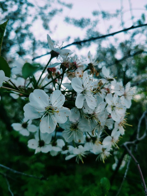 Cherry flowers