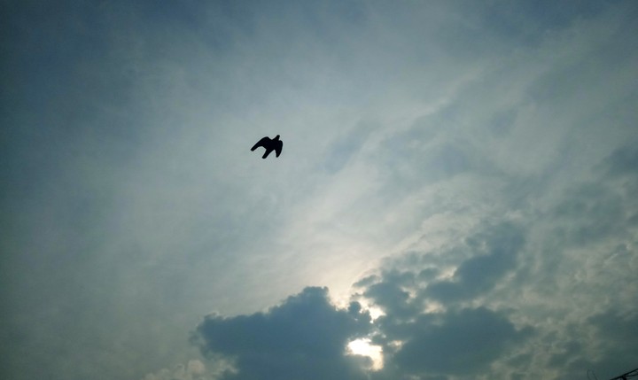 A Bird