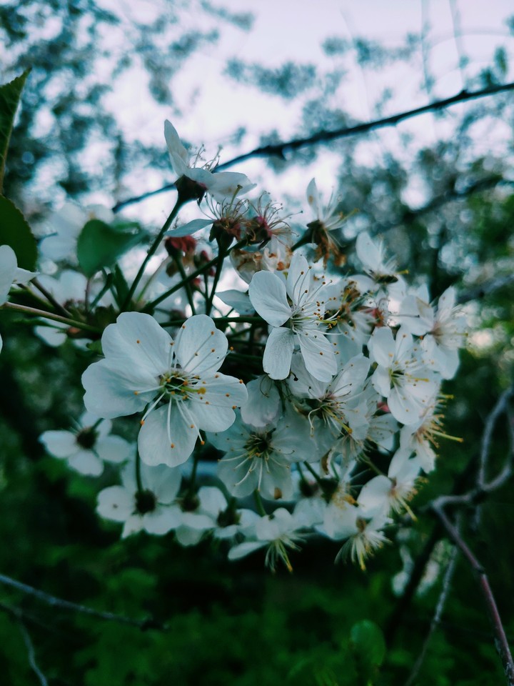 Cherry flowers