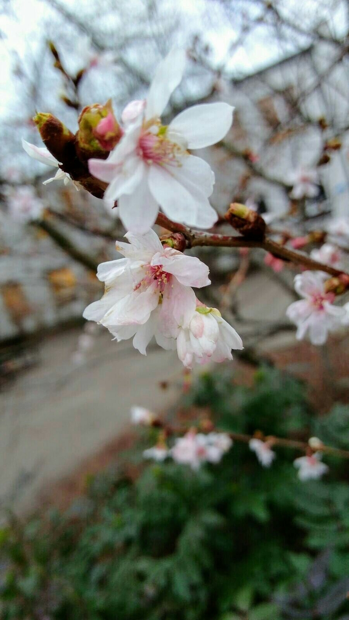 Cherry