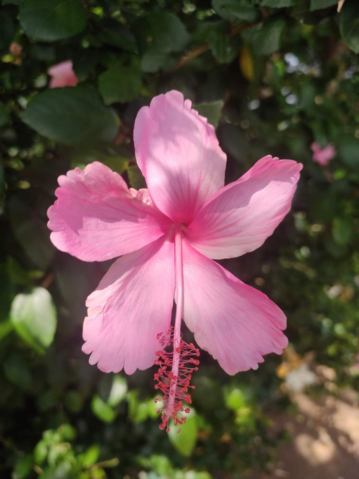 pink flower