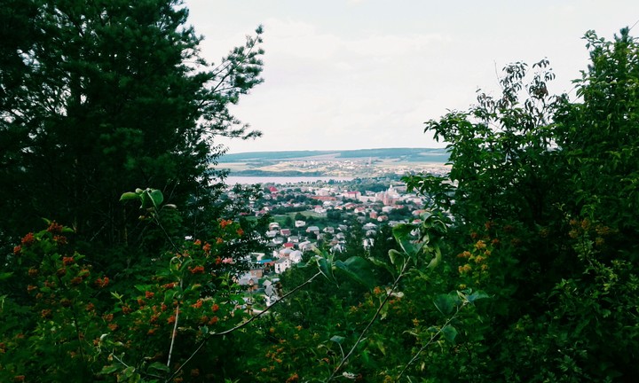 forest