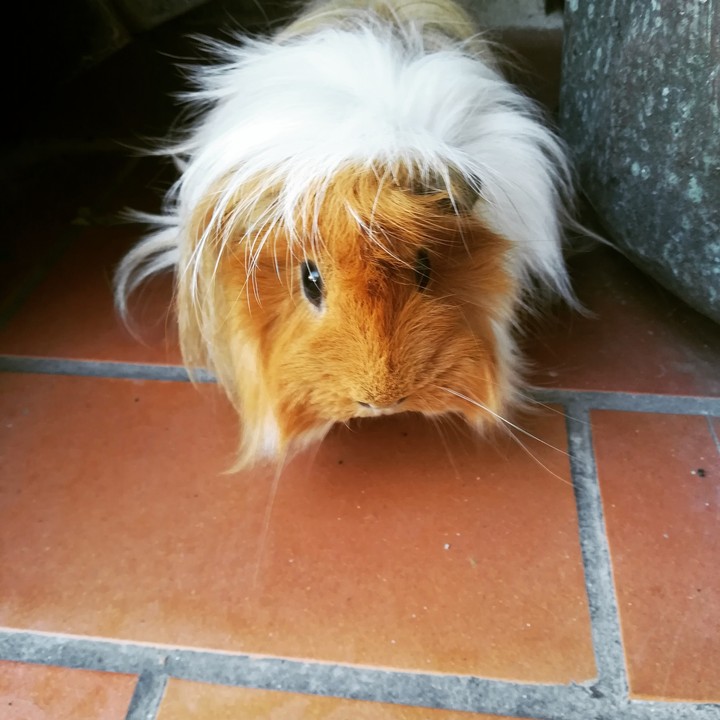 guinea pig