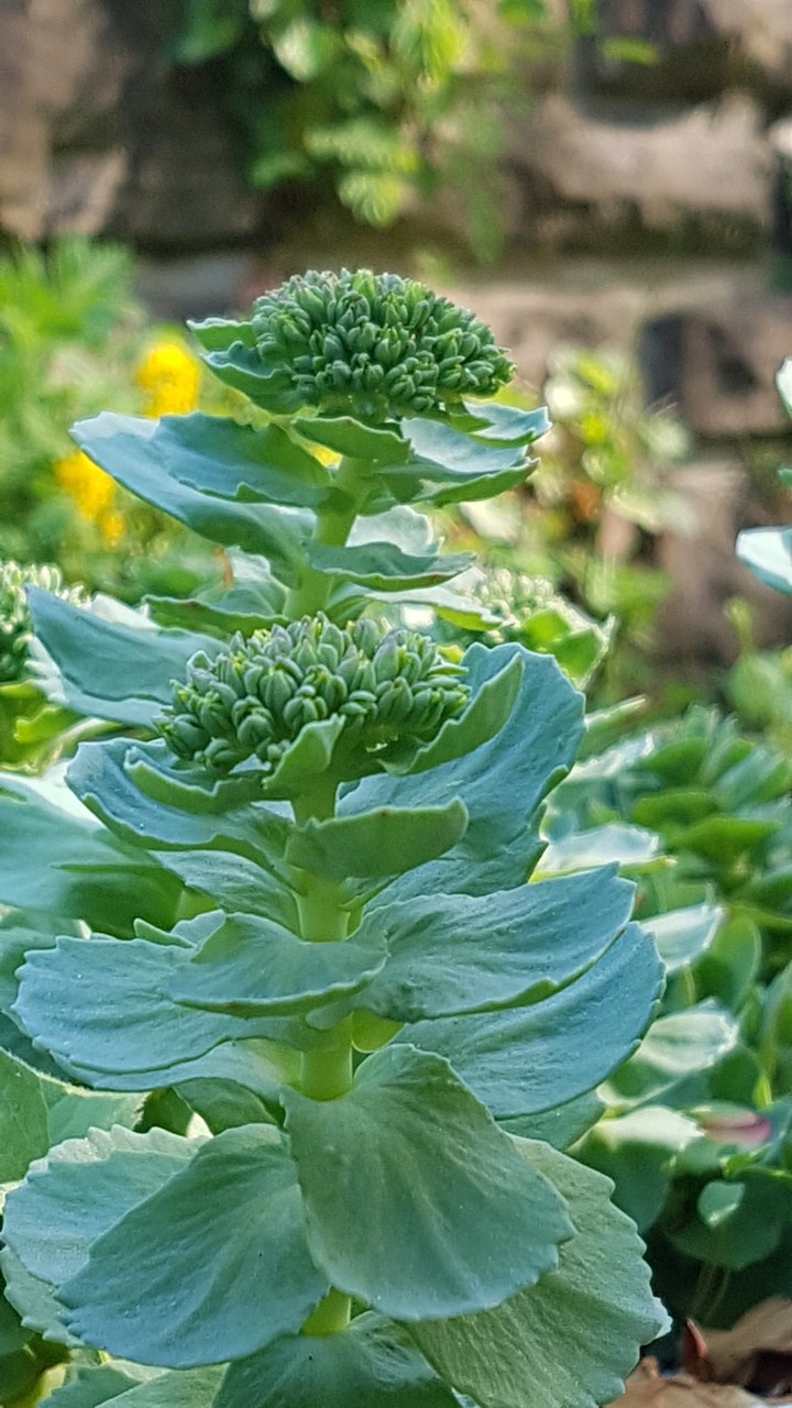 plant