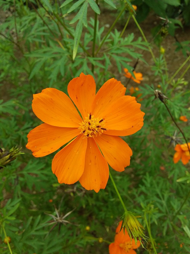 Flor naranja