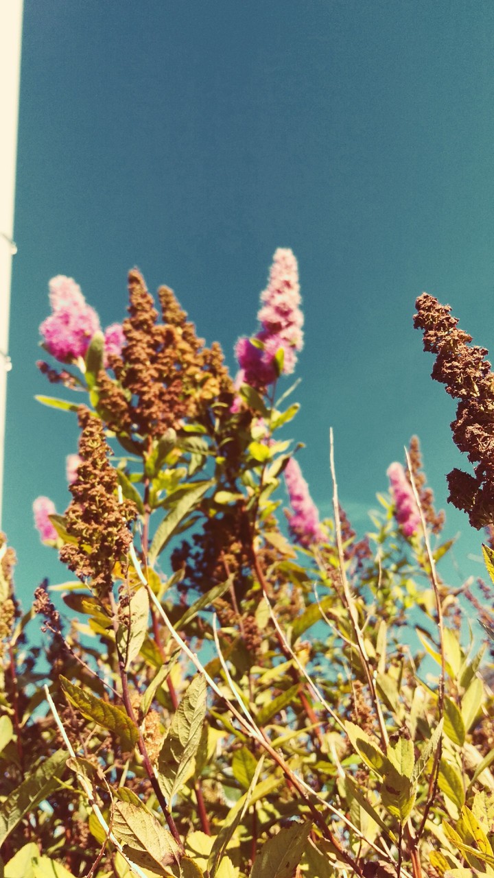 flowery field