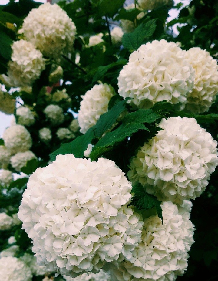 white flowers