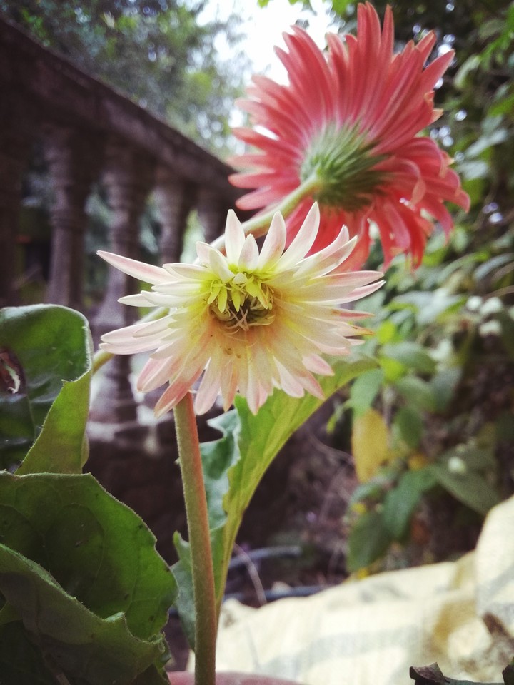 Gerbera