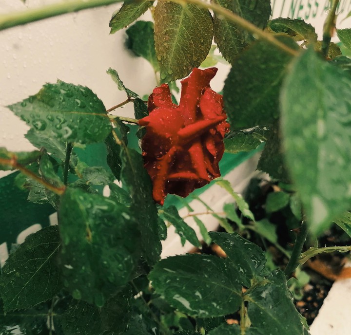 raindrops on roses