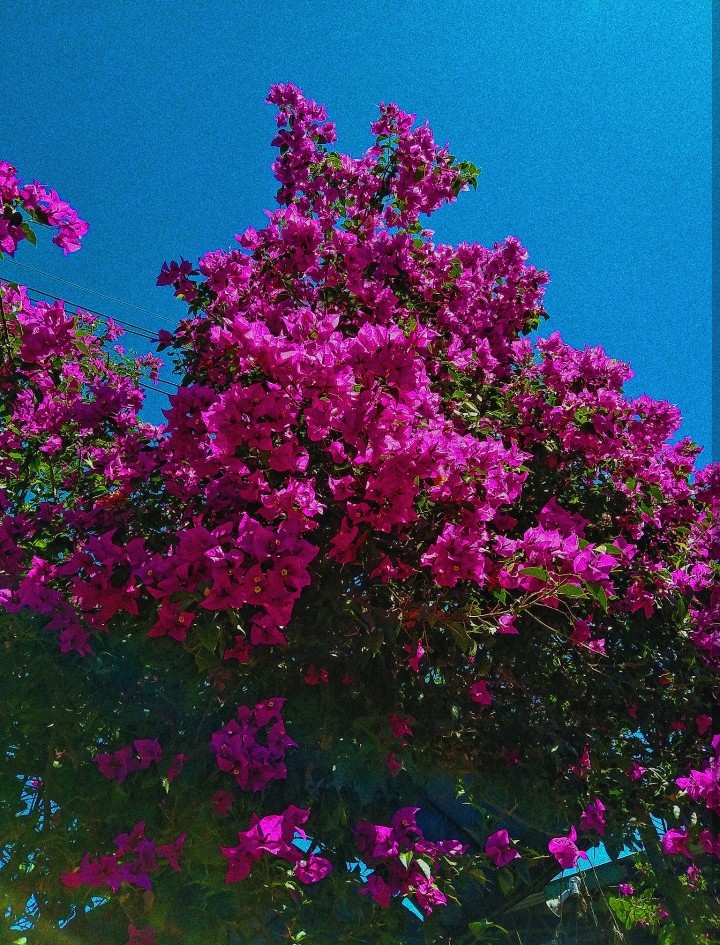 tree