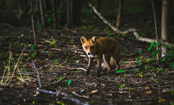 Wild nature