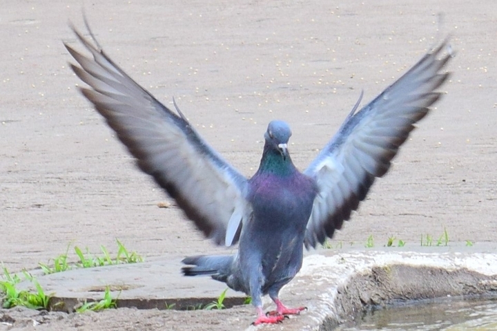 Pigeon