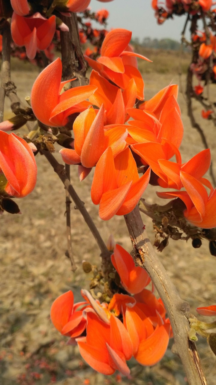 flower