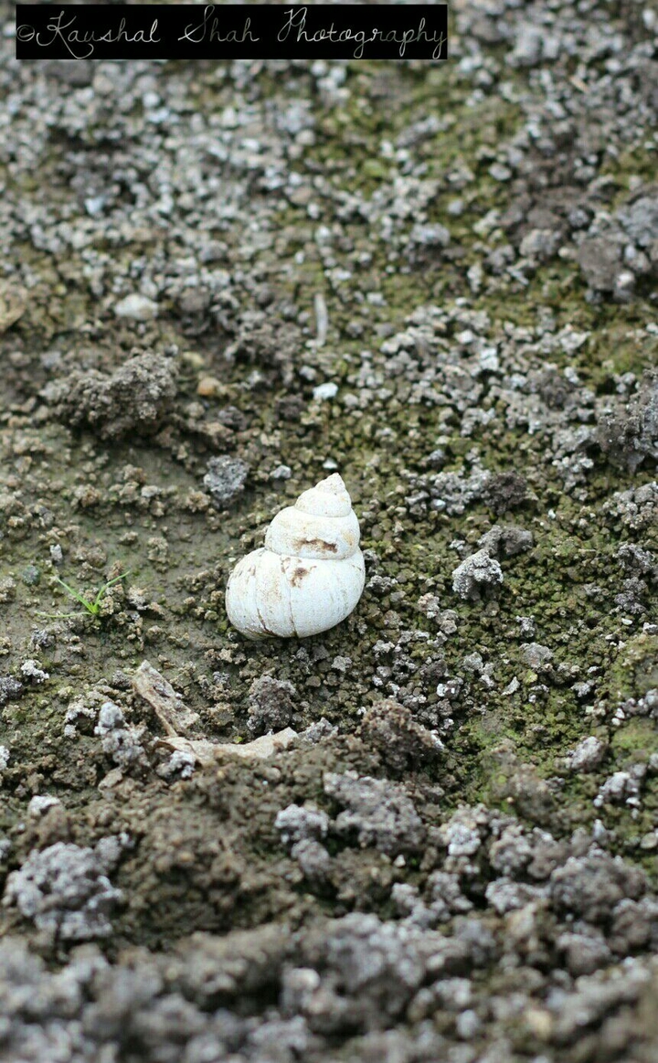 snail