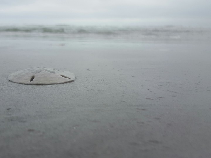 Sand dollar