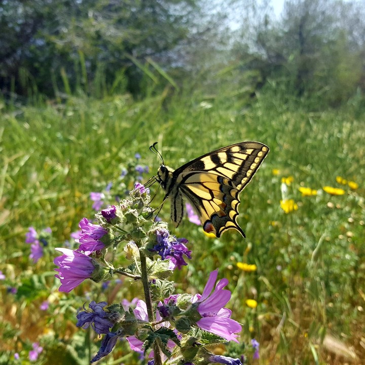 Close up butterfly shot in Athens Greece
