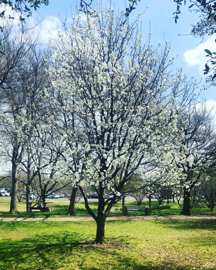Just another tree