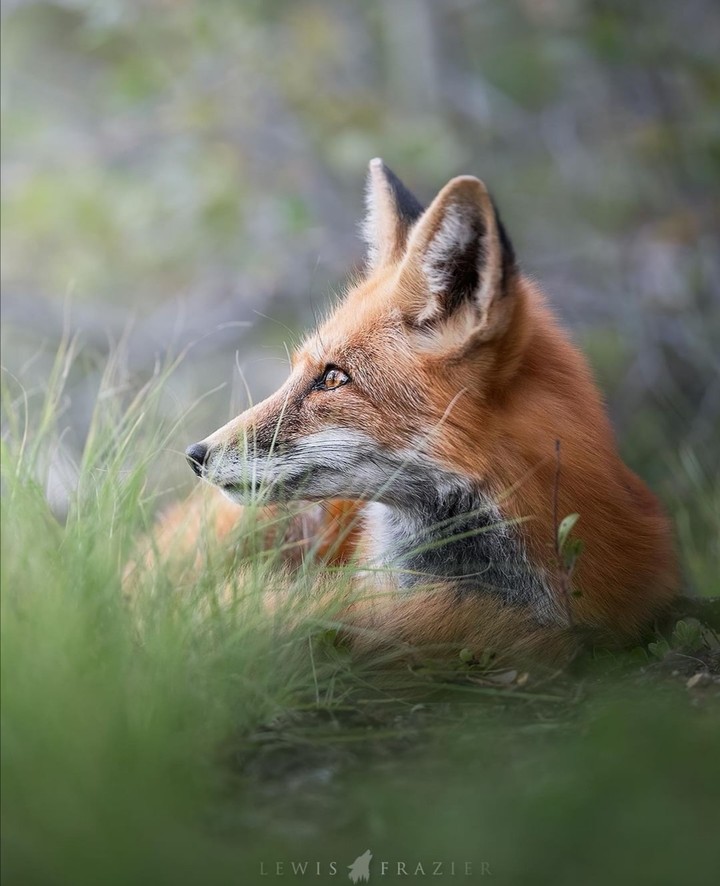 fox