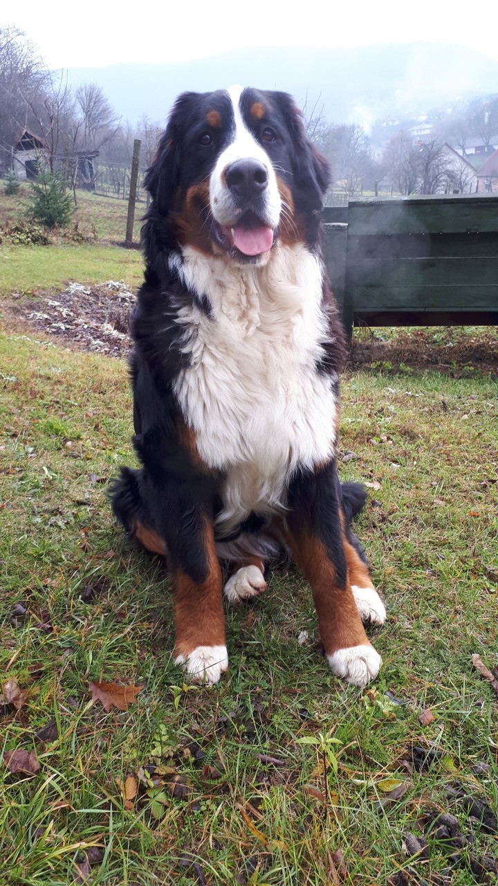 bernese mountain dog