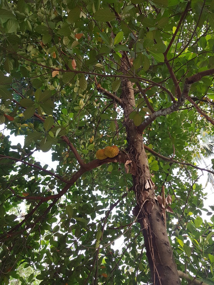 Jackfruit on Tree