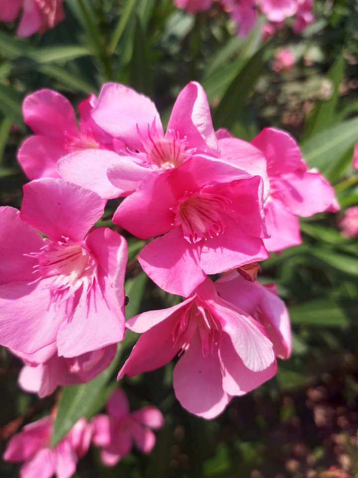 Olender flower
