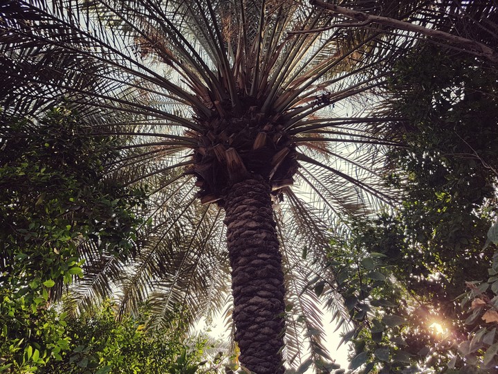 Underneath a Palm tree