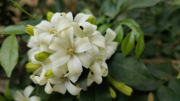 Orange jasmine