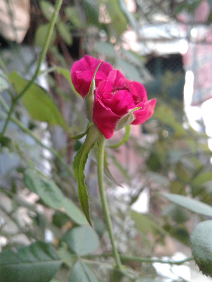 Blur Red RosE