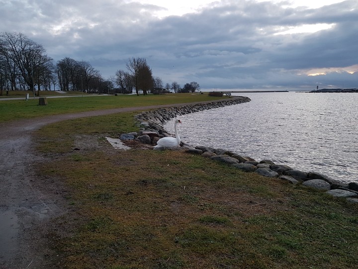 swan by the sea