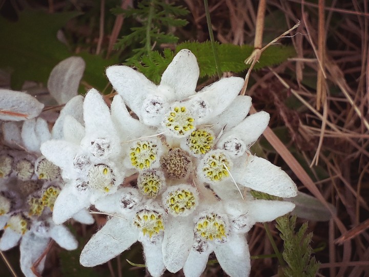 Stella Alpina