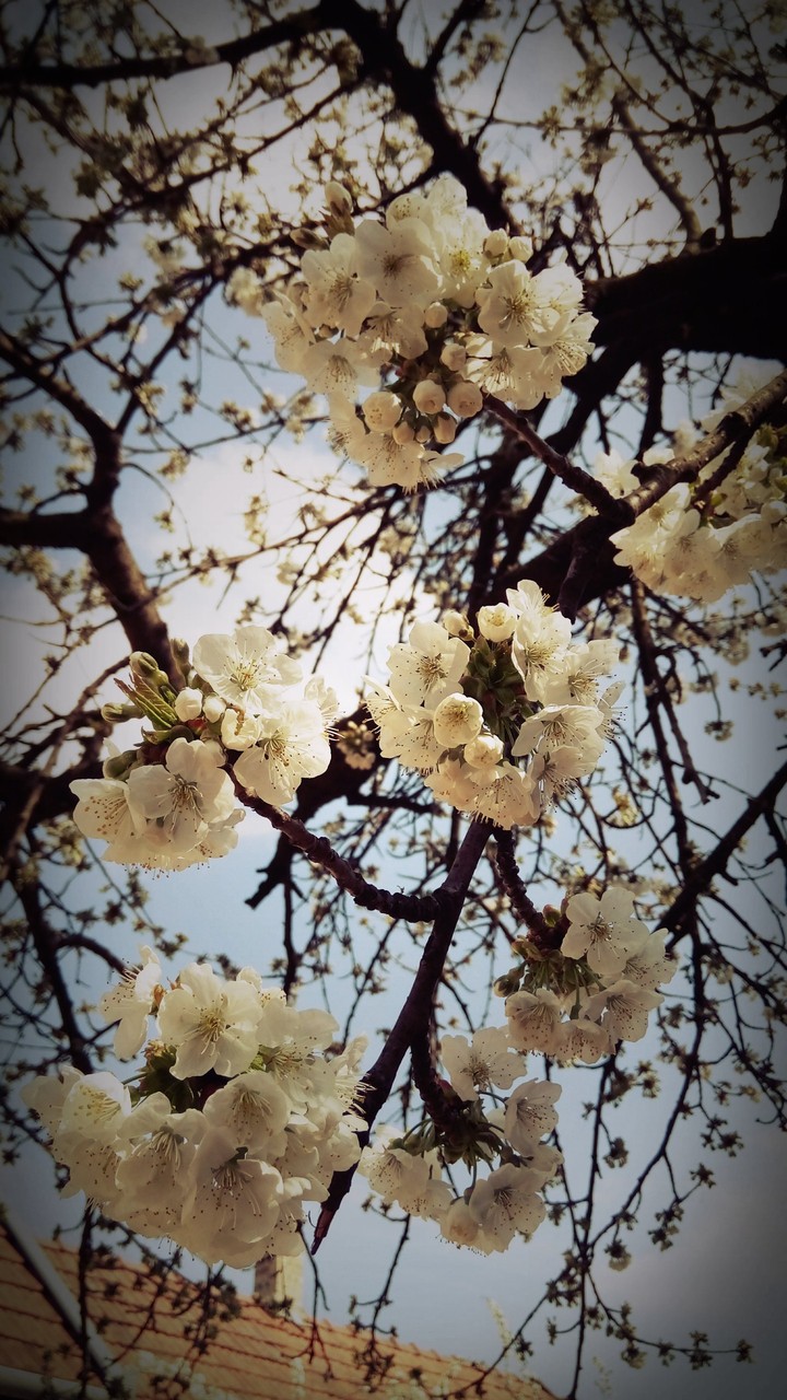 Cherry tree flower